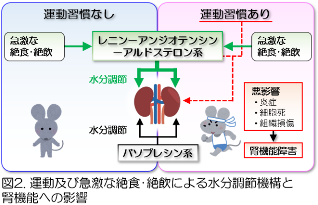 図２．運動及び急激な絶食・絶飲による水分調節機構と腎機能への影響