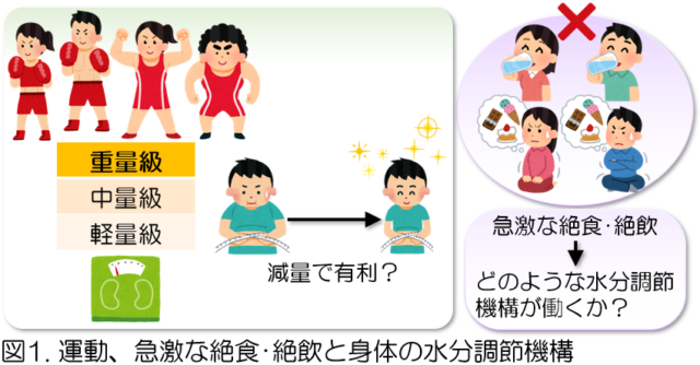 図1運動、急激だ絶食・絶飲と身体の水分調節機構