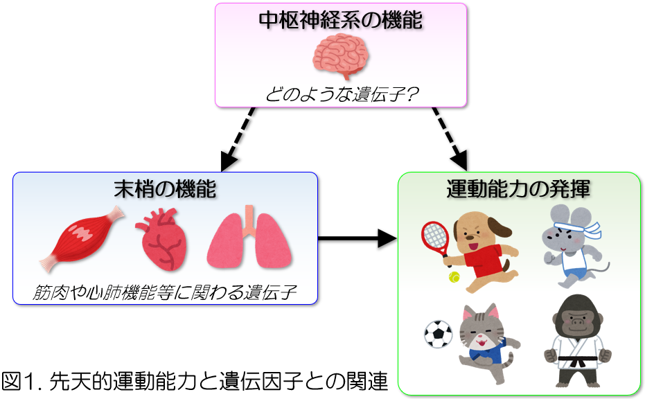 掲載 スイス専門誌genes誌 トップアスリートにおける先天的な脳活動と遺伝因子 健康科学大学